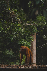 Obraz premium Orangutans in the wild nature. Borneo, Indonesia.