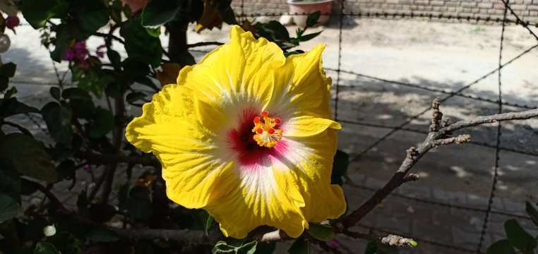 yellow hibiscus macro