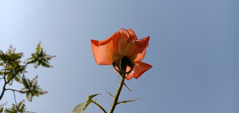 orange rose against blue sky and a blurred tree 