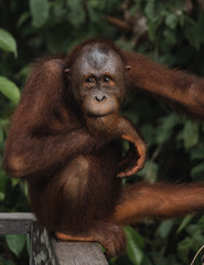 Naklejka premium Orangutans in the wild nature. Borneo, Indonesia.