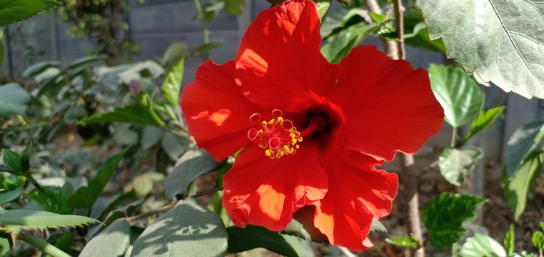 red hibiscus macro