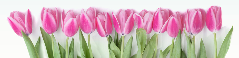 Pink tulip flowers border isolated on white background. Flat lay. Top view.