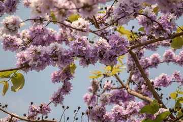 Selective focus Lagerstroemia Speciosa flower are blooming in a garden.Beautiful sweet purple flower.