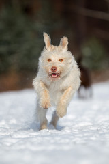 Tier Hund im Schnee mit viel spass und action