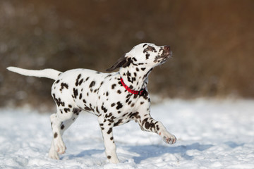 Hund Dalmatiner im Schnee