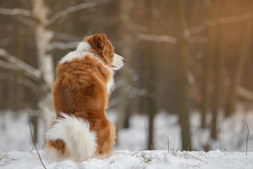 Hund rückblick im Winter