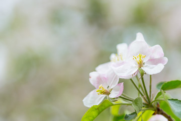Obraz na płótnie Canvas Apple tree blossom flowers on branch at spring. Beautiful blooming flowers isolated with blurred background.