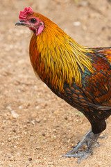 rooster orange yellow colorful close-up of cock of rooster Asia of Thailand stands on the sand