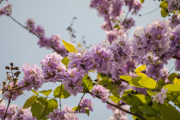 Selective focus Lagerstroemia Speciosa flower are blooming in a garden.Beautiful sweet purple flower.