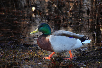 Mallard Duck