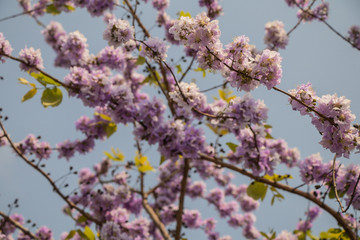 Selective focus Lagerstroemia Speciosa flower are blooming in a garden.Beautiful sweet purple flower.