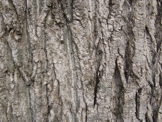 dry tree bark texture background