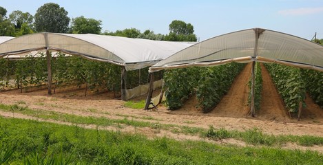 greenhouse for the cultivation of red tomatoes in winter