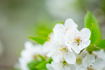 Fototapeta na wymiar Apple tree blossom flowers on branch at spring. Beautiful blooming flowers isolated with blurred background.