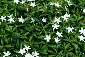 Obraz na płótnie Canvas Top view of Gerdenia Crape Jasmine white flower for background and texture.
