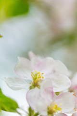 Obraz na płótnie Canvas One apple tree blossom flower on branch at spring. Beautiful blooming flower isolated with blurred background.