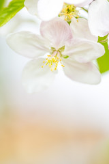 Fototapeta na wymiar One apple tree blossom flower on branch at spring. Beautiful blooming flower isolated with blurred background.
