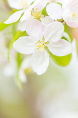 Fototapeta na wymiar One apple tree blossom flower on branch at spring. Beautiful blooming flower isolated with blurred background.