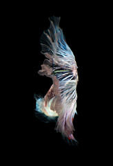 Naklejka premium Siamese fighting fish, betta fish isolated on black background