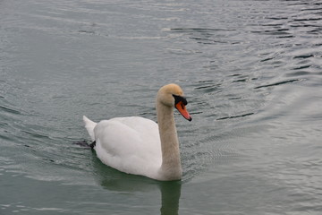 Enten Schwan