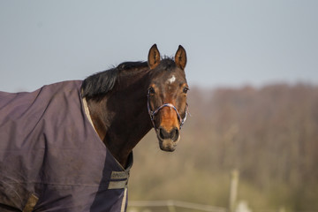 Pferd auf dem Paddock mit Regendecke