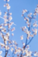 Airplane trail on blue sky with apple tree blossom flowers on branch at spring. Beautiful blooming flowers.
