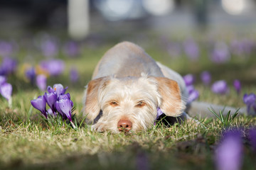 Hund Mischlinghündin im Frühling