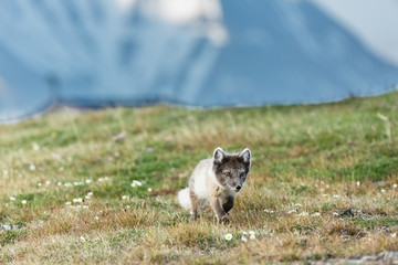 Arctic fox in summer nature of Svalbard.