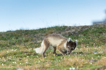 Arctic fox in summer nature of Svalbard.