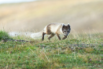 Arctic fox in summer nature of Svalbard.