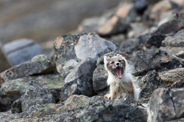 Arctic fox in summer nature of Svalbard.
