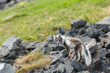 Arctic fox in summer nature of Svalbard.