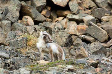 Arctic fox in summer nature of Svalbard.