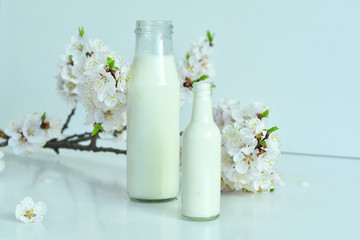 Fototapeta na wymiar Two bottles of fresh milk with apricot flowers on   white background. Fresh milk from the farm. Dairy product.