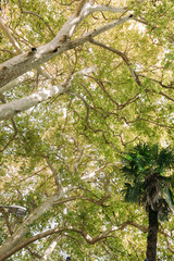 Bottom view . Sycamore tree trunk with branches and leafage. Sun rays in the tree crown