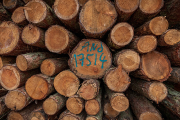 Holz Stämme Forstwirtschaft