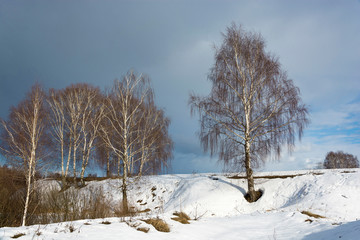 White-birch birch on a snowy slope against a cloudy sky.