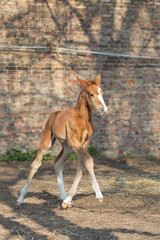Fototapeta premium Pferd Fohlen auf der Koppel Warmblut trabt über den Paddock