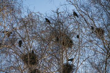 rooks and nests of rooks in the branches of trees