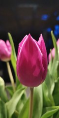 Tulpen