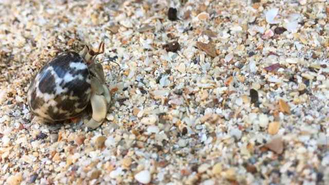 Closeup view of small hermit crab with shell crawling on sand beach. 4K clip
