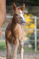 Pferd Fuchs Fohlen auf der Koppel Warmblutfohlen zieht niedlich die Nüstern hoch