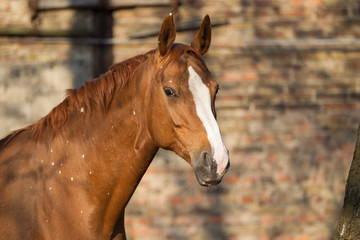Pferd Stute im Portrait Flecken Mineralmangel Zink