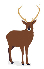Isolated deer looking straight. Flat style vector illustration.