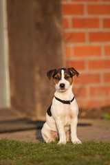 Hund Hundekind Baby Hund Jack Russel Terrier Welpe als aufpasser vor der Haustür