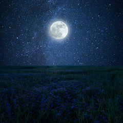 Night landscape with floral meadow © firewings