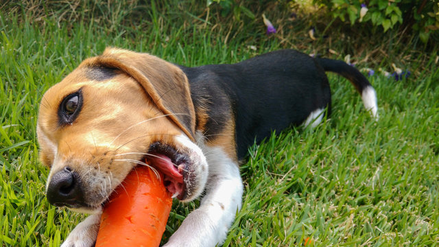 puppy beagle love carrot close up
