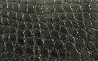 A black alligator skin leather texture.