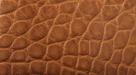 Light tan crocodile leather texture background