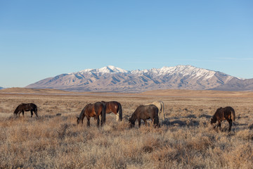 Naklejka na ściany i meble Wild Horses in Winter in Utah